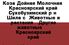 Коза Дойная Молочная - Красноярский край, Сухобузимский р-н, Шила с. Животные и растения » Другие животные   . Красноярский край